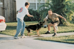 Dog training