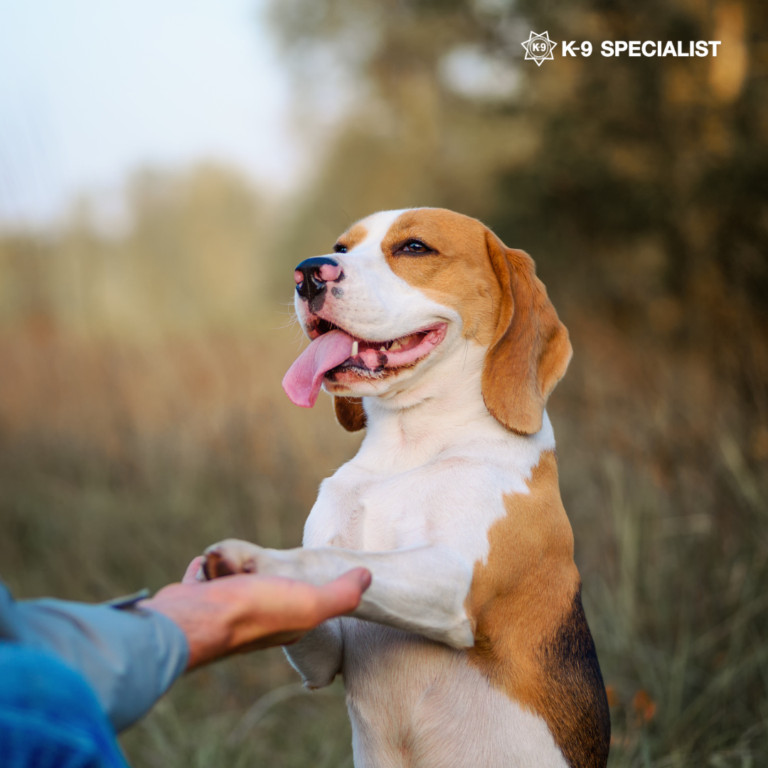 Behavior Modification Dog Training