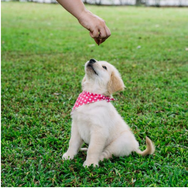 dog training