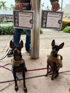 professional dog training