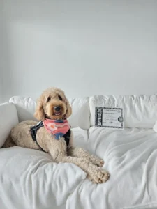 puppy training