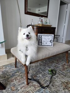 Puppy Obedience Training