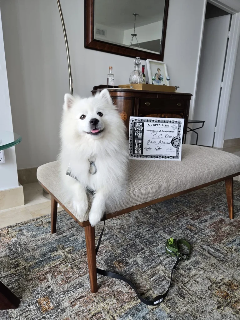 Puppy Obedience Training