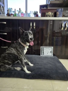 Behavior Modification for Aggressive Dogs