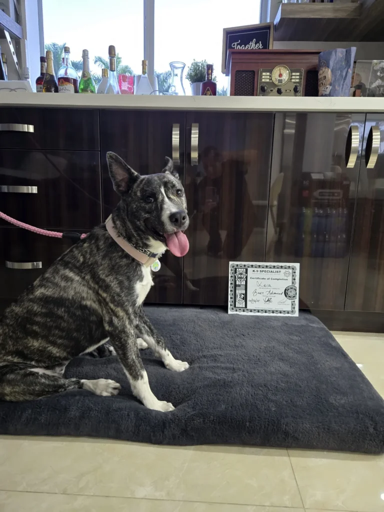 Behavior Modification for Aggressive Dogs