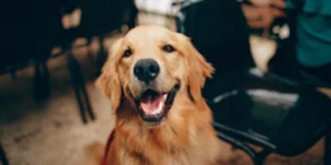 Dog Training Miami