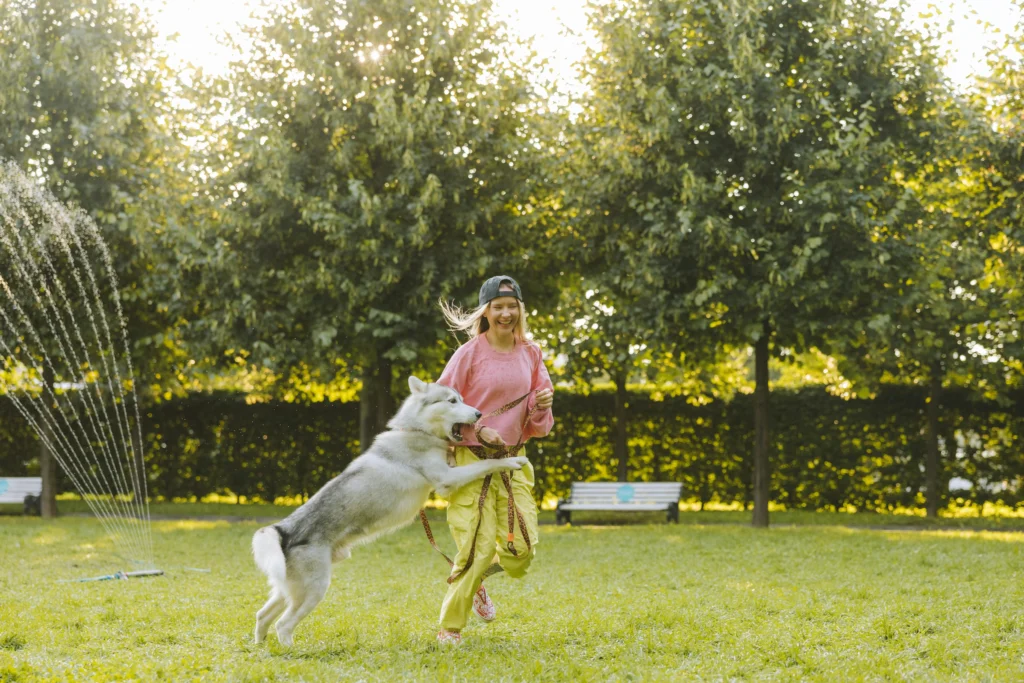 dog training in florida