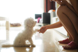 puppy training in miami