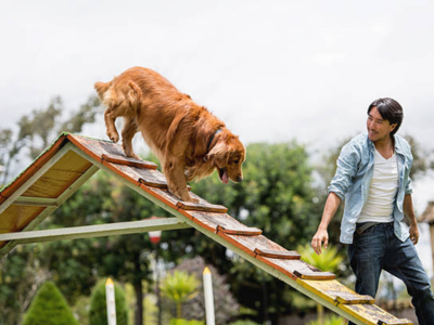 service dog training